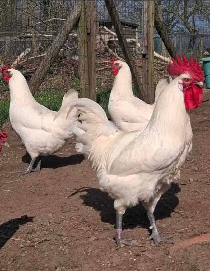 Broedeieren Poule de Bresse