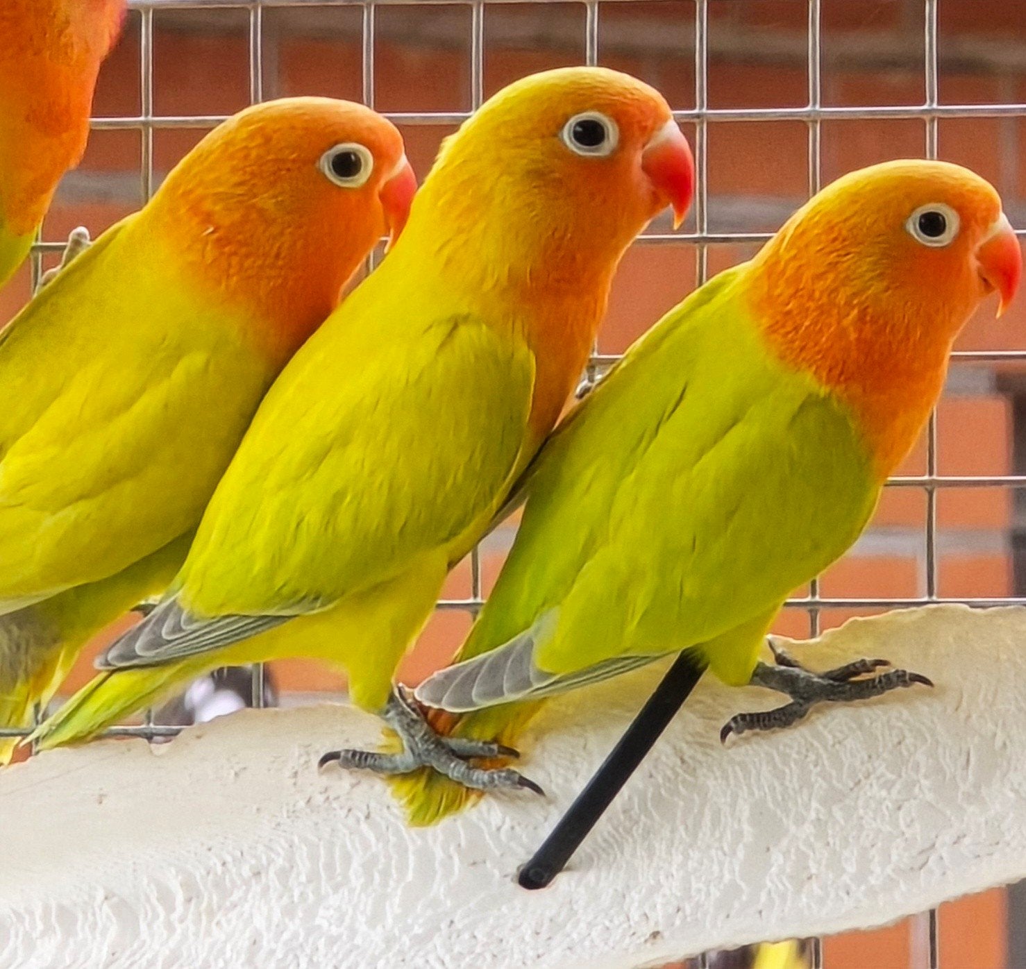 2 Groen Dilute split Opaline Fischeri mannen 2026, Mâle, Perroquet nain ou Inséparable, Bagué