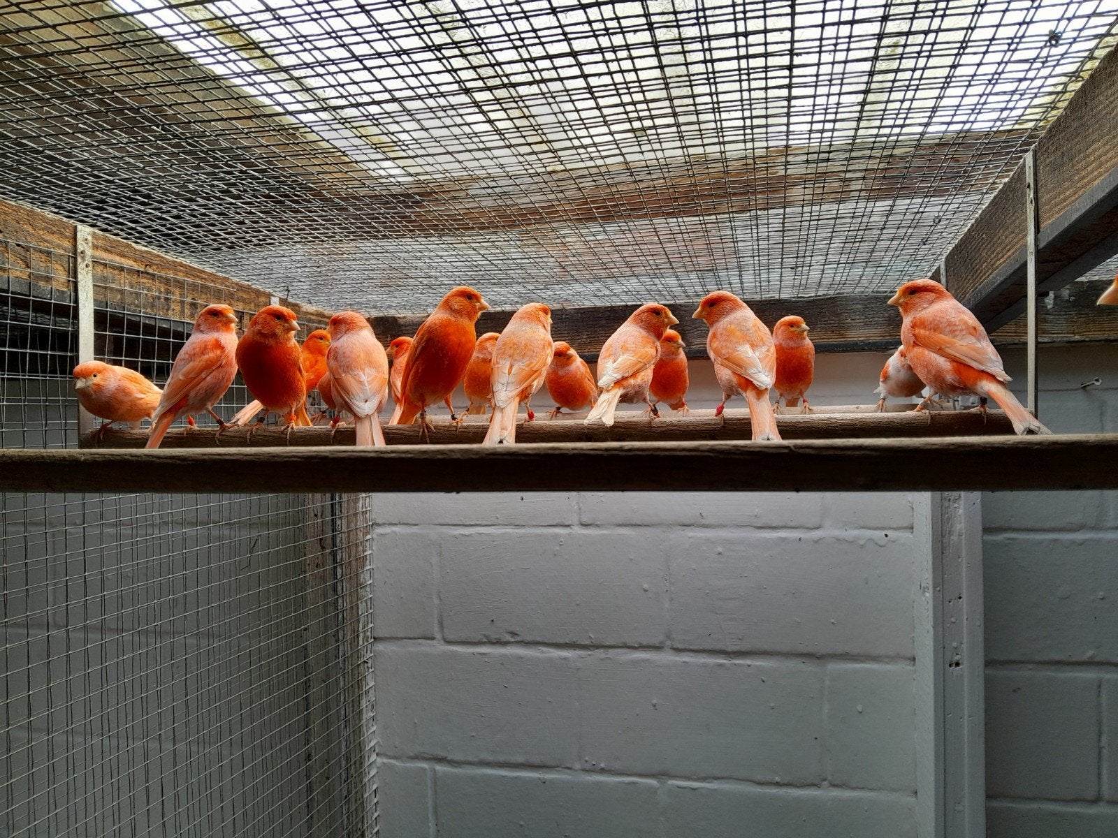 rode kanaries overjarige en jonge vogels, Dieren en Toebehoren