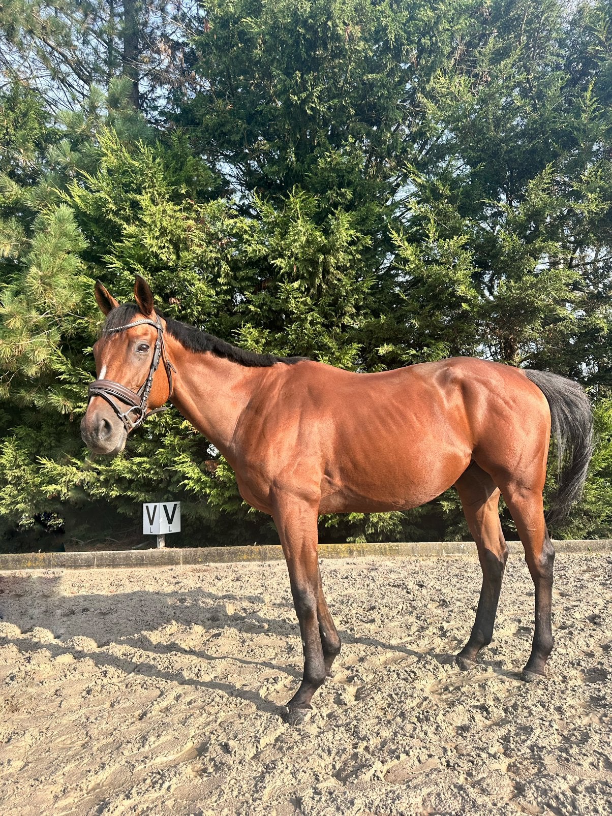 Twee paarden te koop, Dieren en Toebehoren, Ophalen