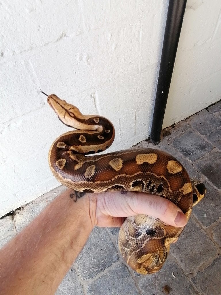 Bloedpython, Dieren en Toebehoren, Slang, Tam, 3 tot 6 jaar