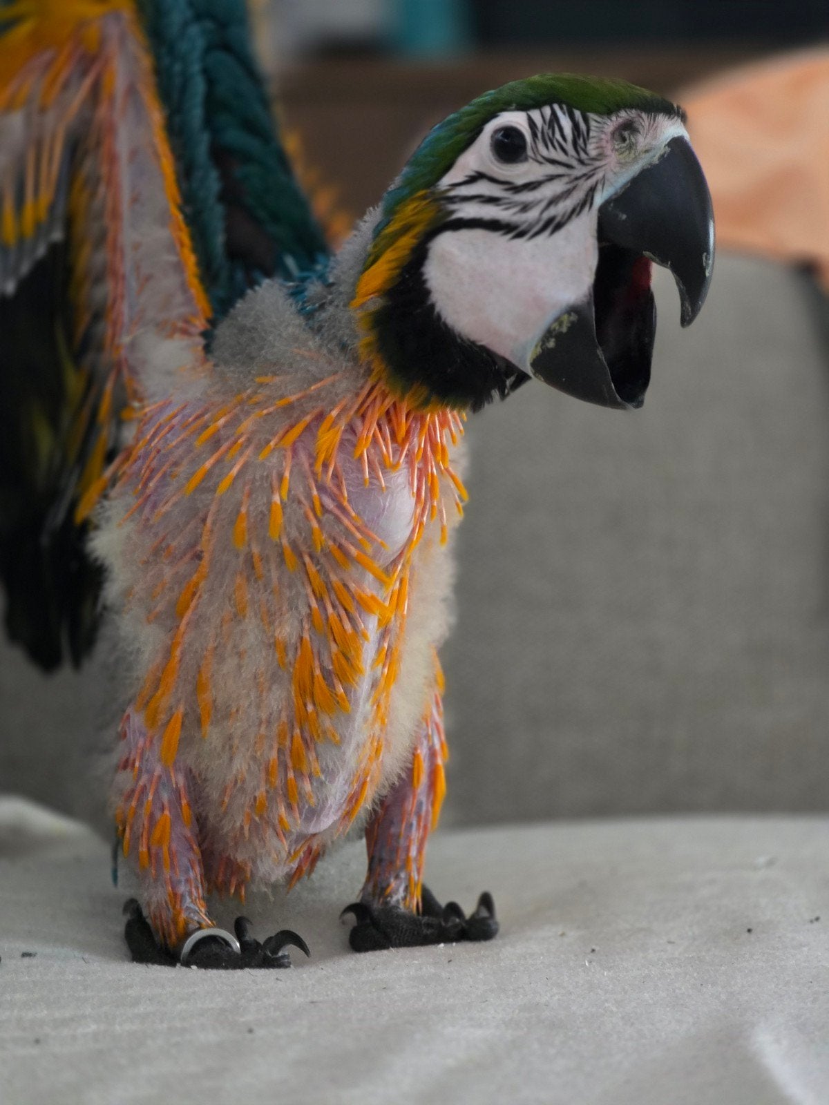 ara papegaai nog 2 maanden oud, Dieren en Toebehoren, Vogels | Parkieten en Papegaaien, Papegaai