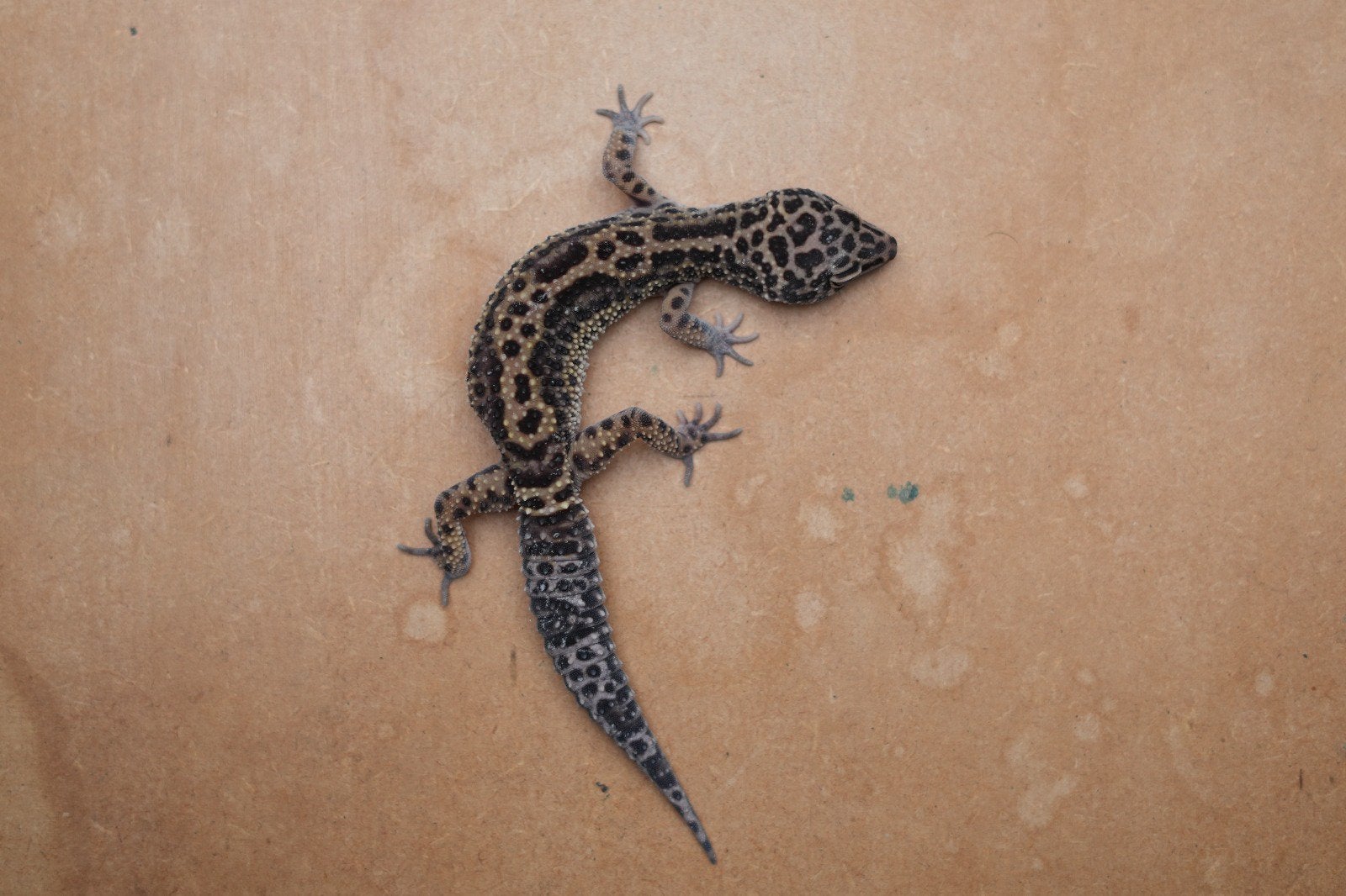 Jonge luipaardgekko