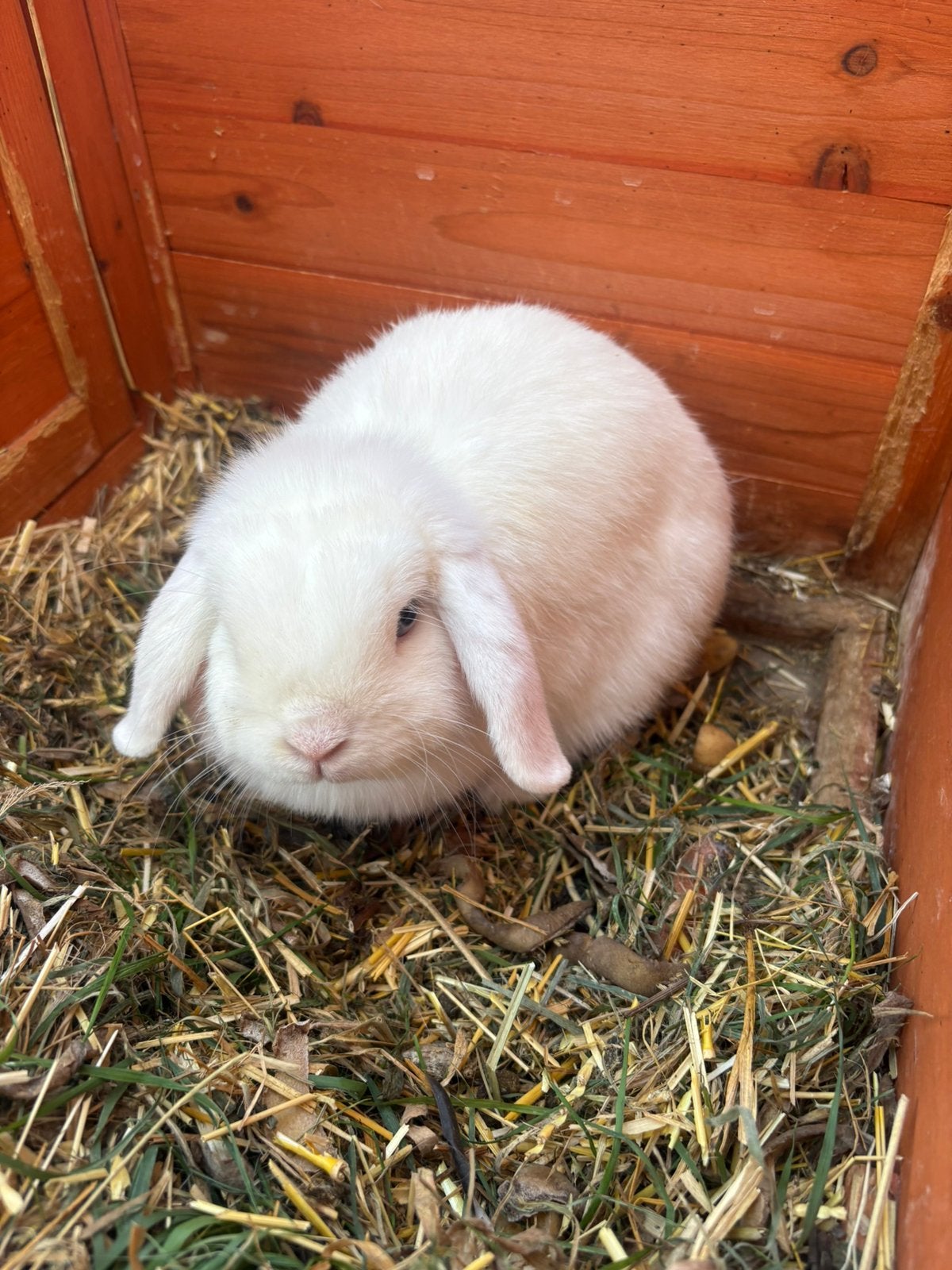 Konijn + kotje te koop, Dieren en Toebehoren