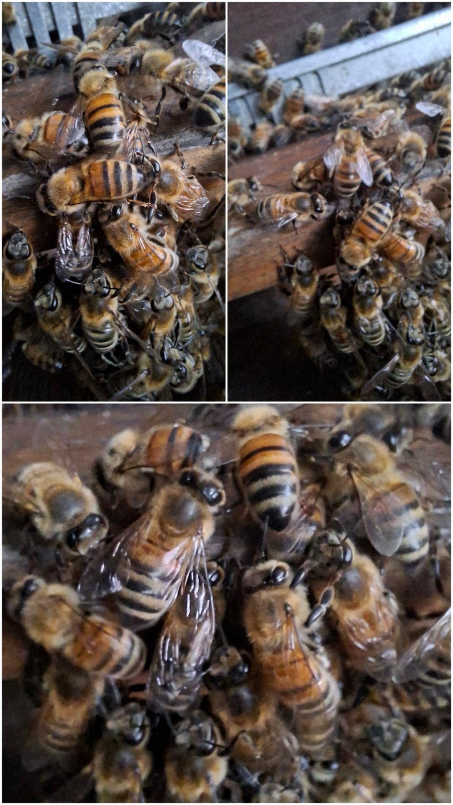 Bijenvolk imker bijen, Dieren en Toebehoren, Insecten en Spinnen