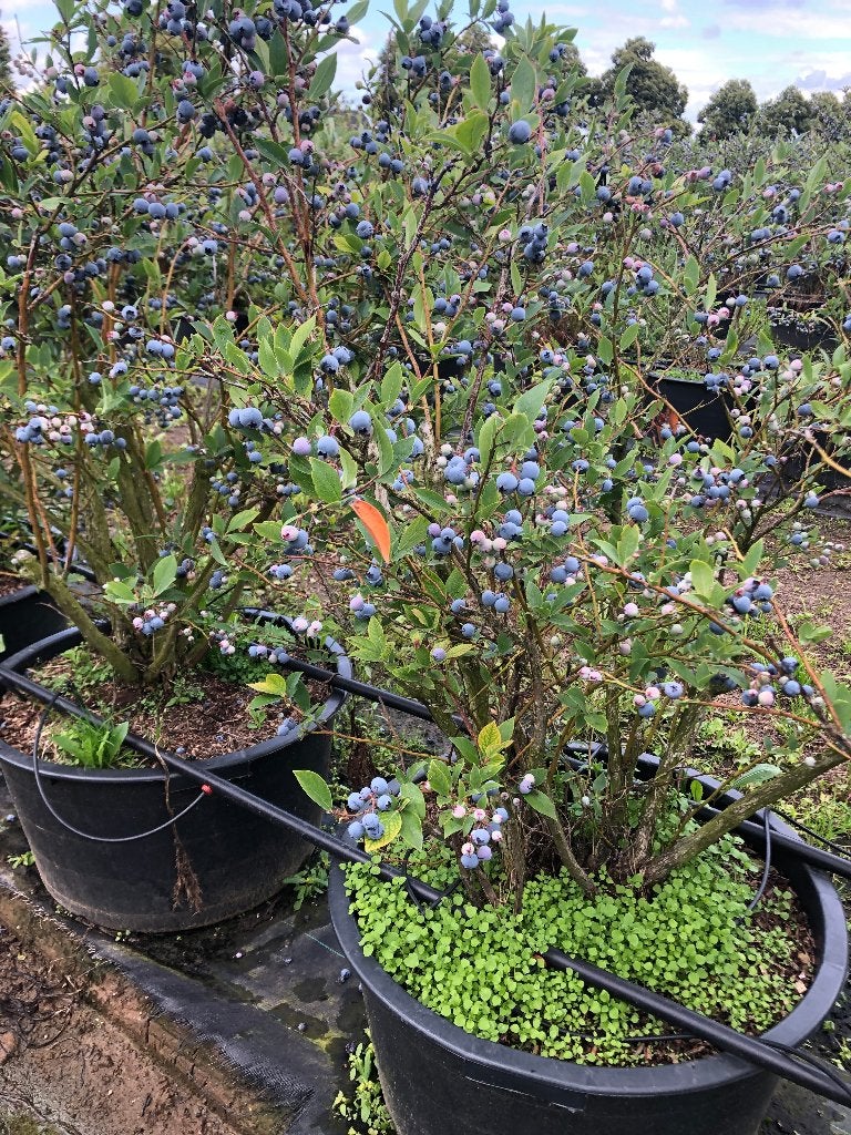 Blauwe Bes in 60 ltr. pot va. € 10,-, Ophalen, Lente, Overige soorten, In pot