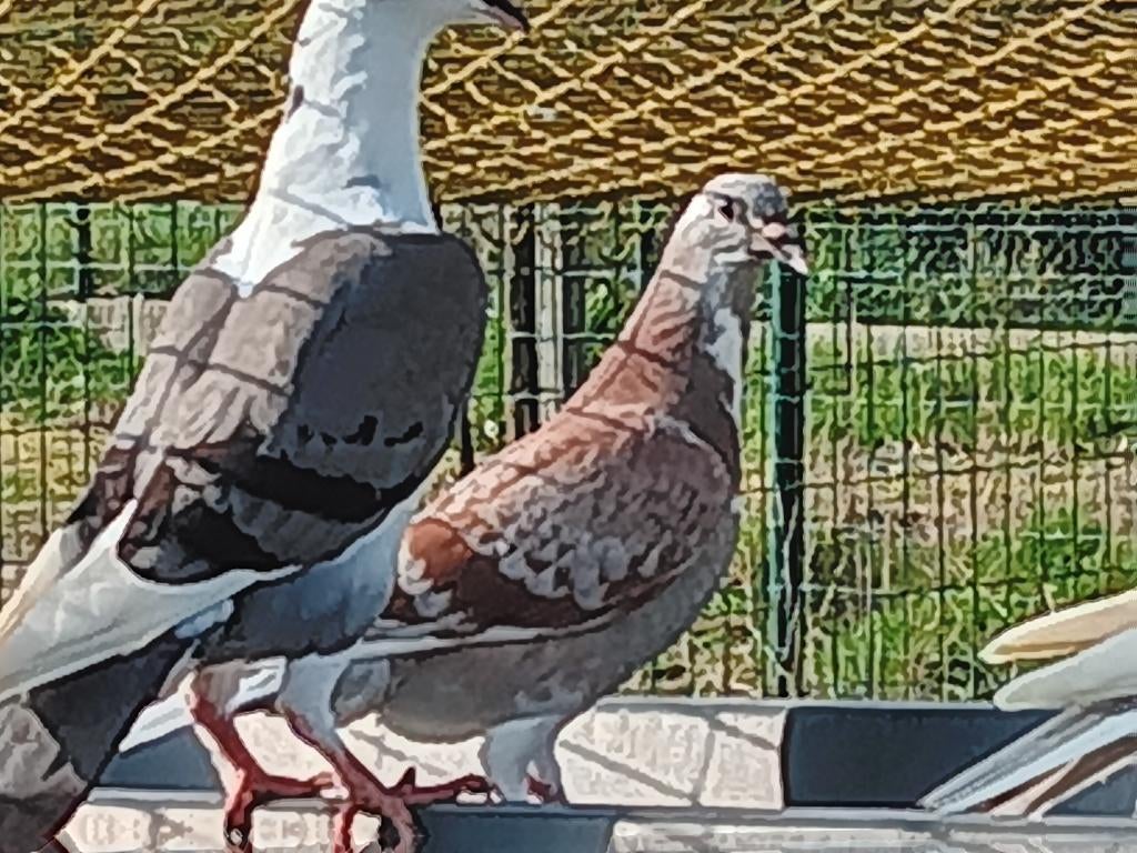 duiven sierduiven, Dieren en Toebehoren