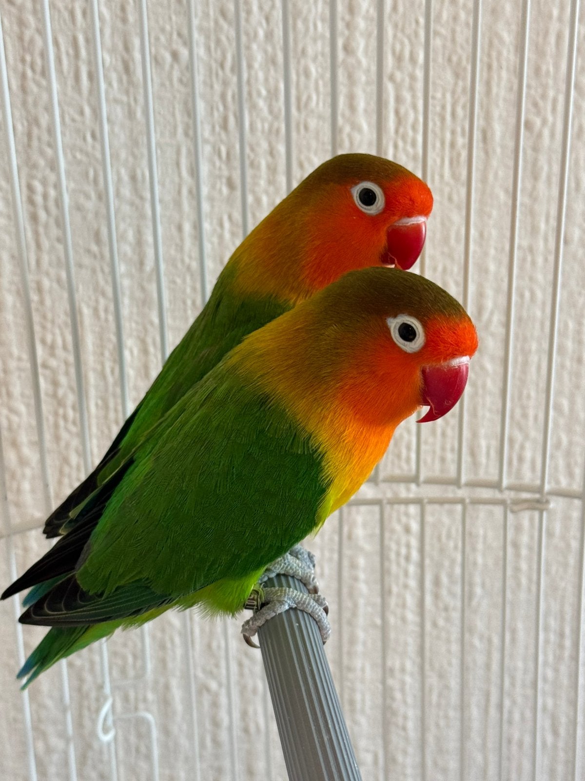 Papegaaien, Dwergpapegaai of Agapornis