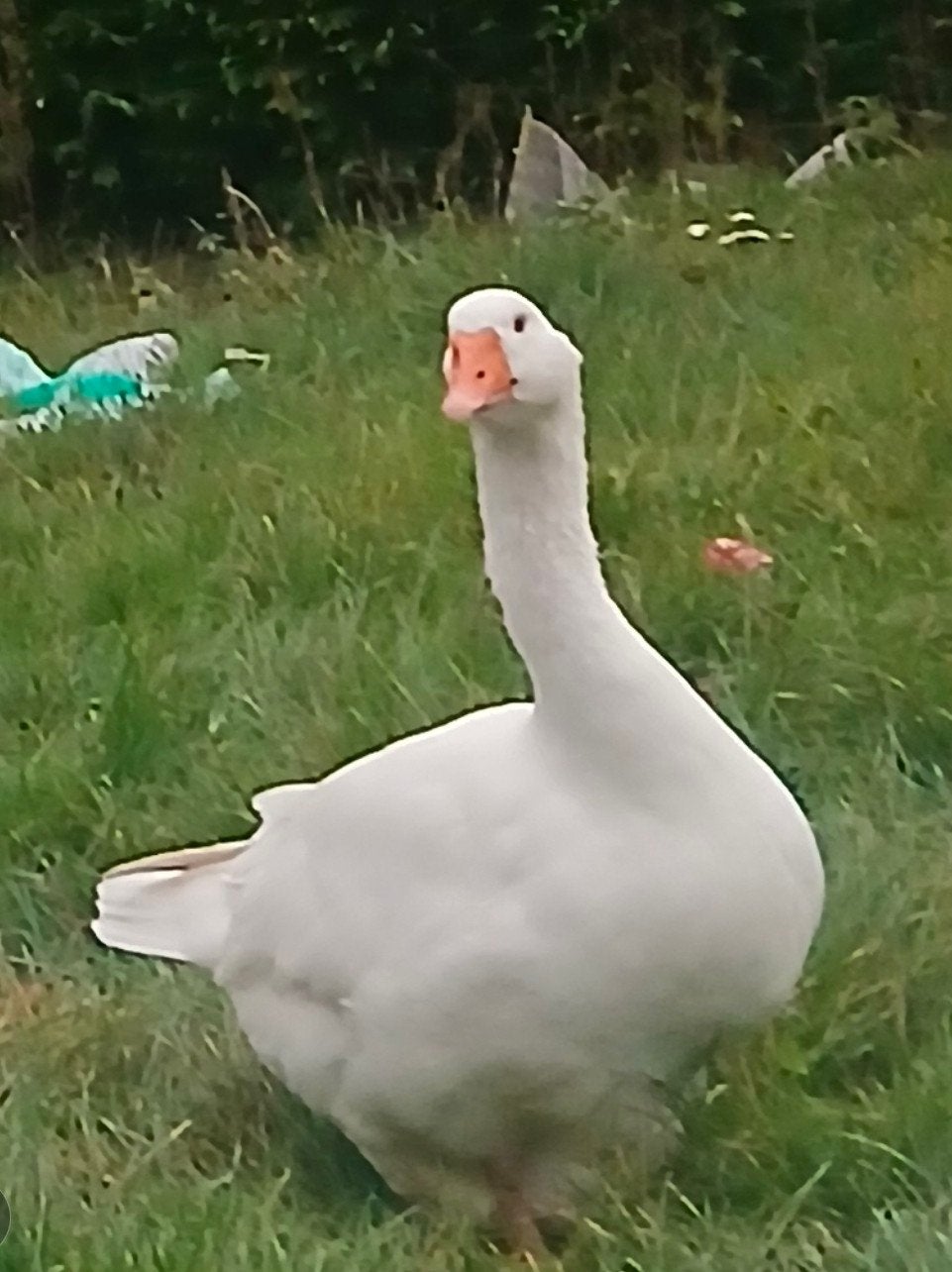 Witte boerengans 100% vrouwtje
