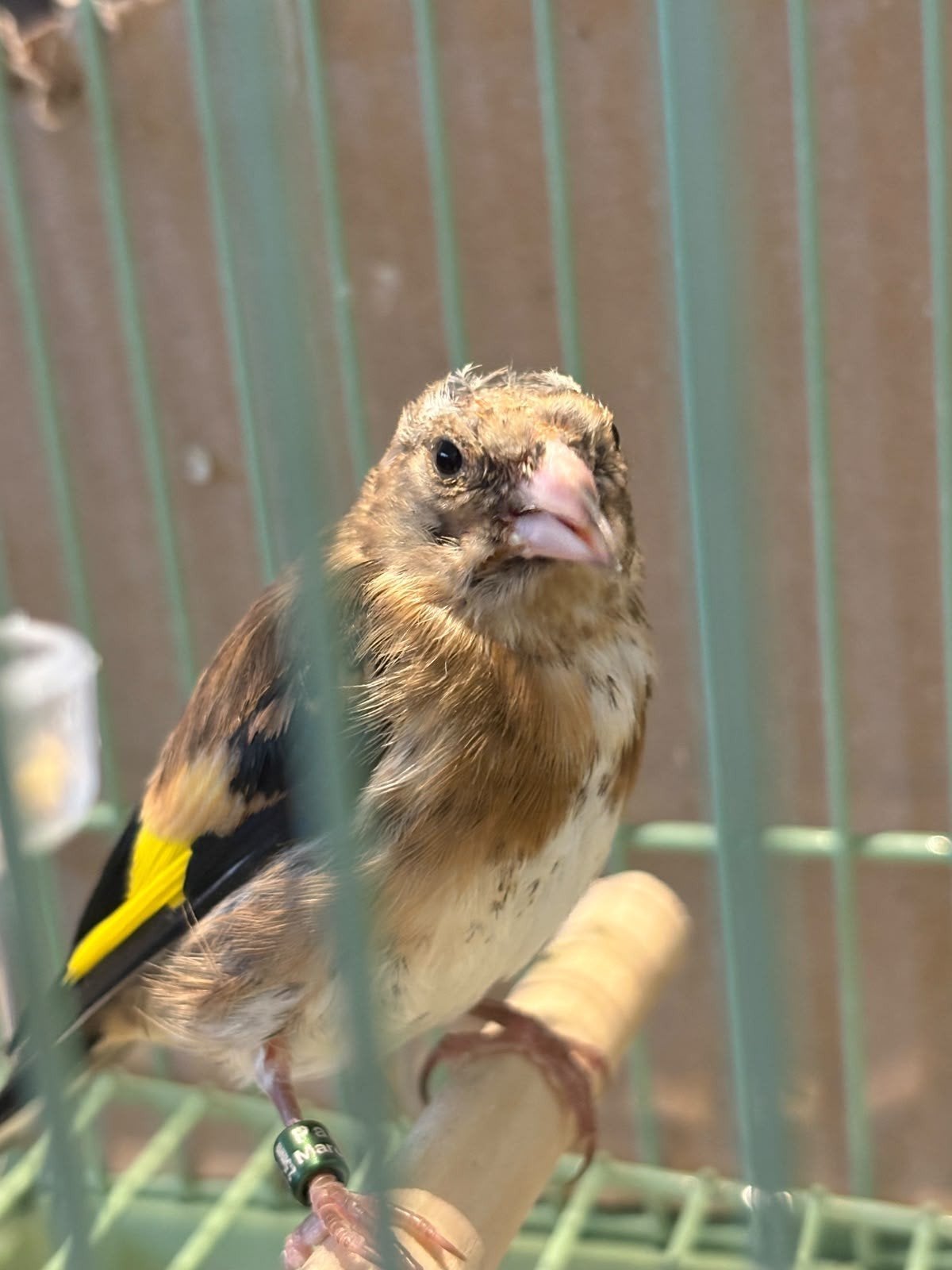 chardonneret parva 2.5