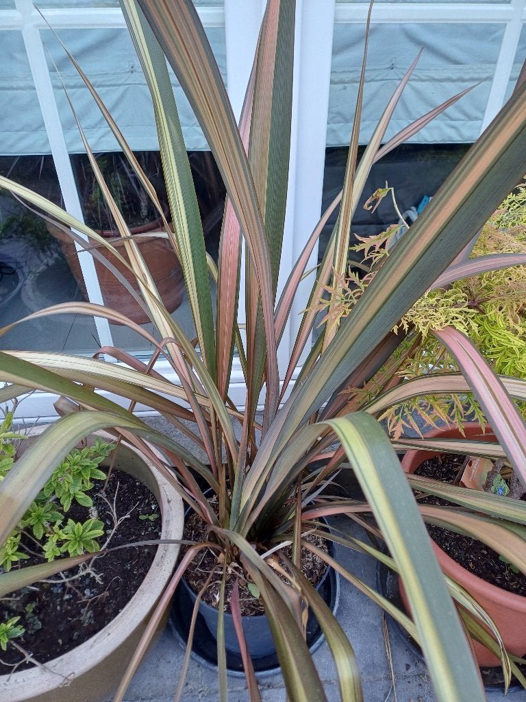 Phormium pink panter, Ophalen