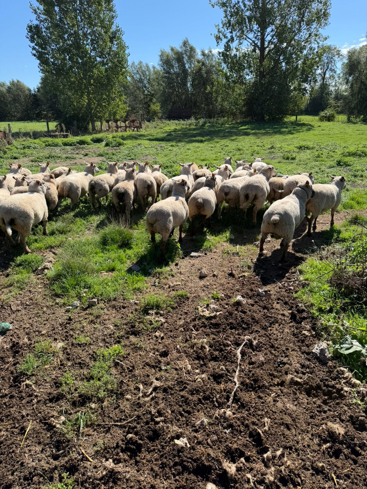 Brebis pleines texel et vendeen / agnelles, Dieren en Toebehoren