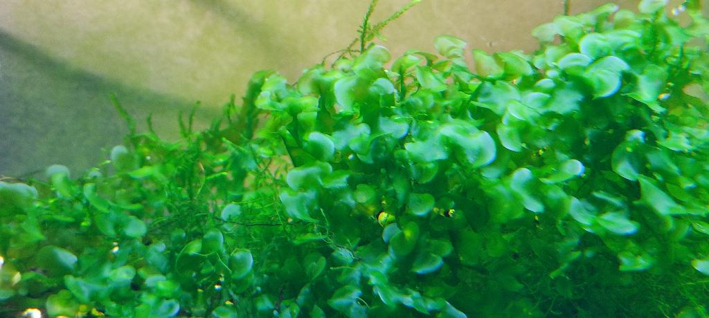 waterplanten levermos, Dieren en Toebehoren, Ophalen