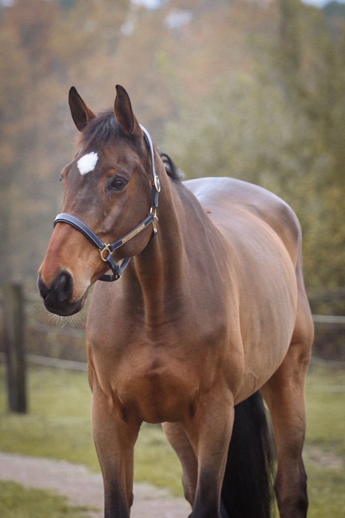 halve stal gezocht, Animaux & Accessoires, Hongre, 175 cm ou plus, Cheval de récréation, 11 ans ou plus
