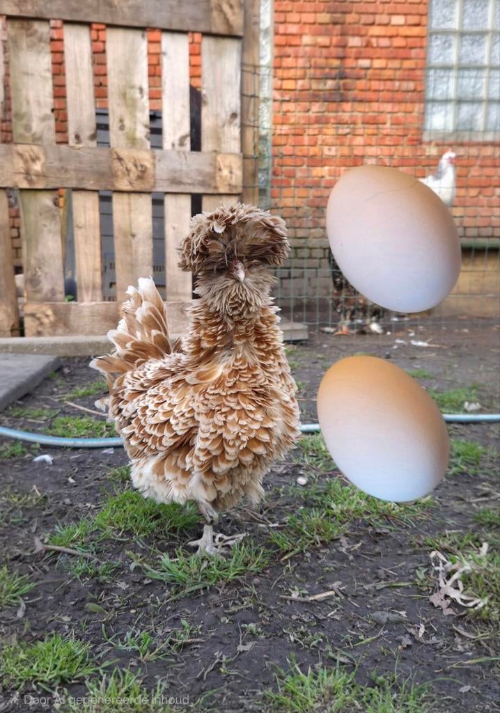 Broedeieren padua en araucana, Dieren en Toebehoren, Pluimvee