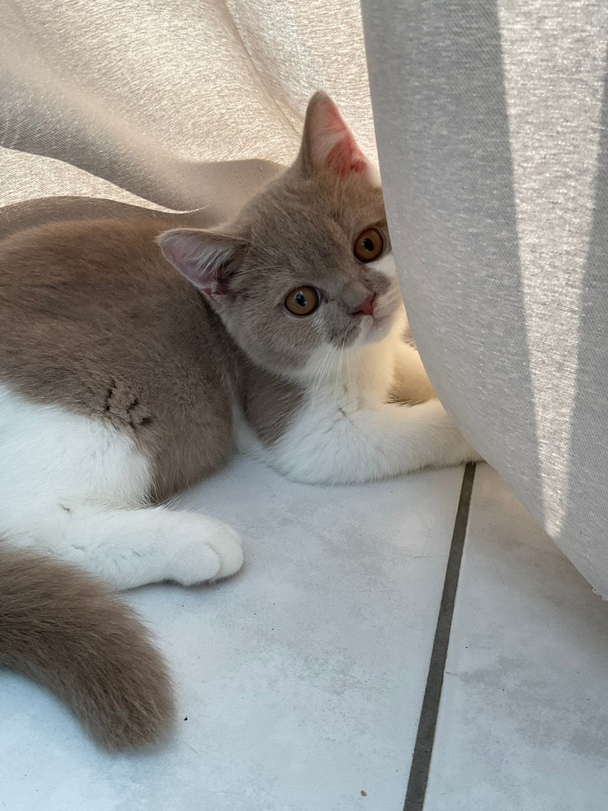 Exclusieve Britse Korthaar kittens Bicolor met stamboom, Dieren en Toebehoren, Katten en Kittens | Raskatten | Korthaar, Poes