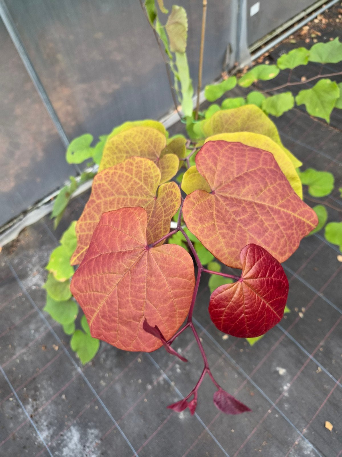 Cercis canadensis Eternal Flame (Flamethrower), Jardin & Terrasse, Bulbes & Semences, Enlèvement, Printemps, Mi-ombre