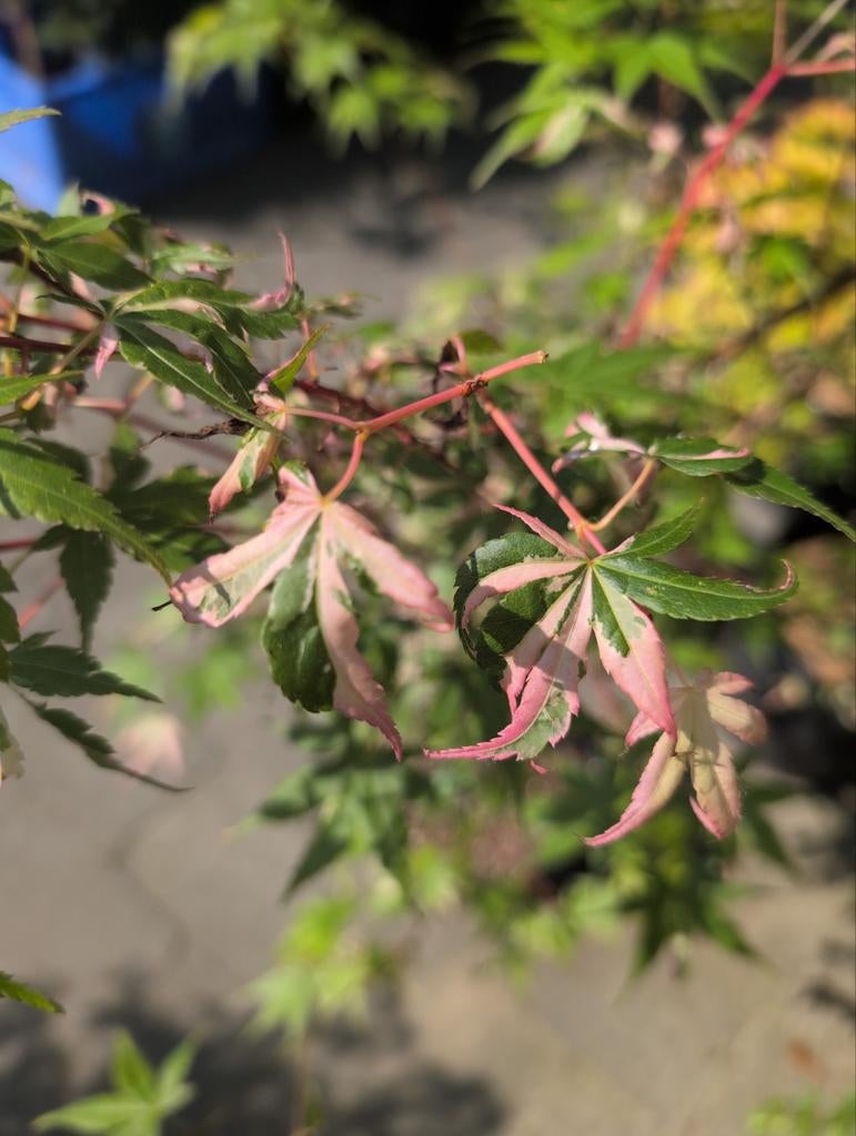 Acer palmatum Oridono Nishiki japanse esdoorn, Tuin en Terras, Planten | Bomen, In pot, Ophalen