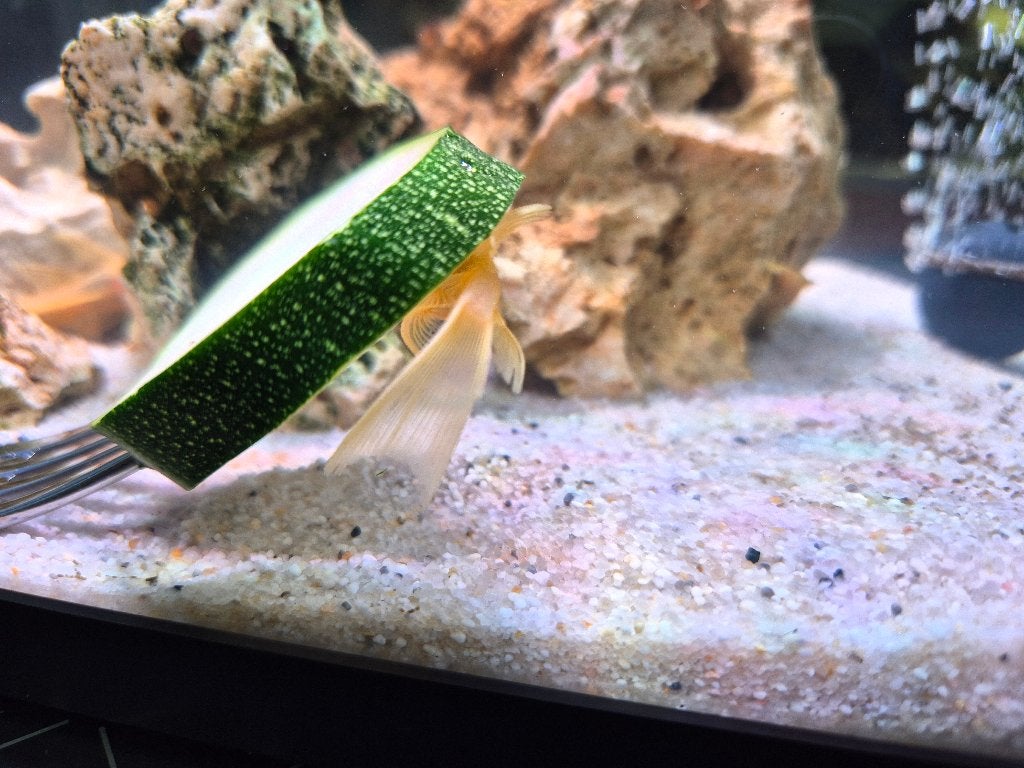 L144 Longfin Lime Ancistrus (3-4 cm) – Prachtige algeneters, Dieren en Toebehoren, Vis, Zoetwatervis