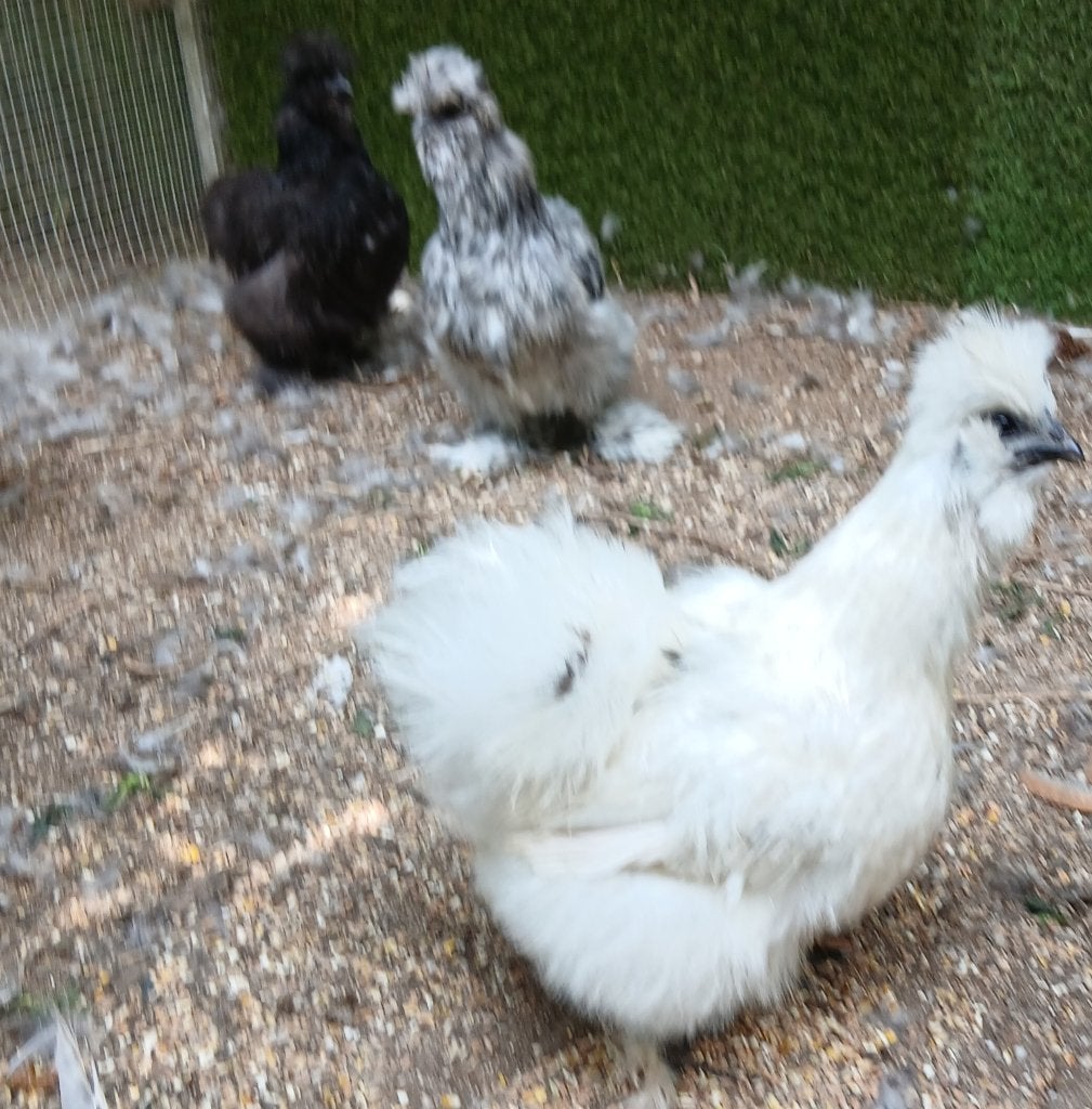 Prachtige zijdehoenders, Dieren en Toebehoren, Pluimvee