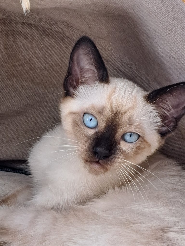 siamese kittens, traditioneel (thai), Dieren en Toebehoren, Katten en Kittens | Raskatten | Korthaar, Meerdere dieren, Gechipt