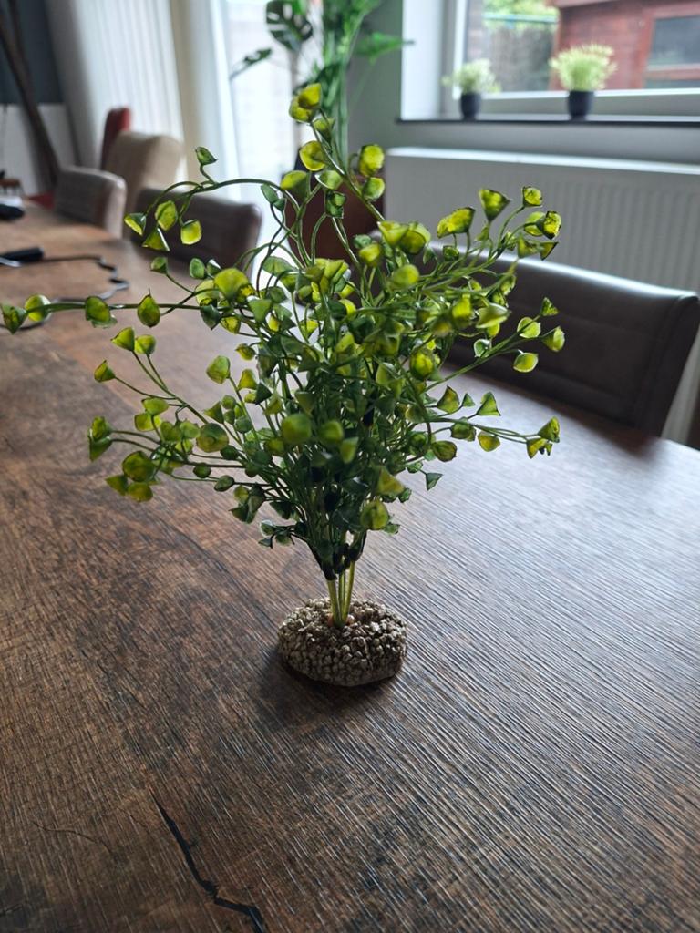 Aquarium planten, Dieren en Toebehoren, Vissen | Aquaria en Toebehoren, Ophalen of Verzenden, Nieuw, Plant(en), Steen of Hout