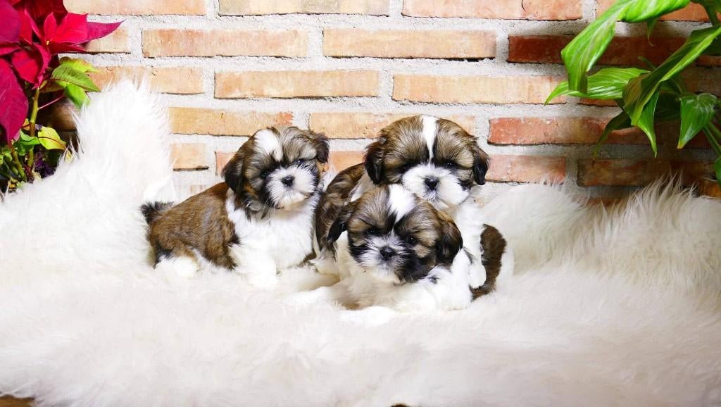 Prachtige Shih Tzu pups bij ons thuis geboren!, Dieren en Toebehoren, Parvo, België, Fokker | Hobbymatig, Overige rassen
