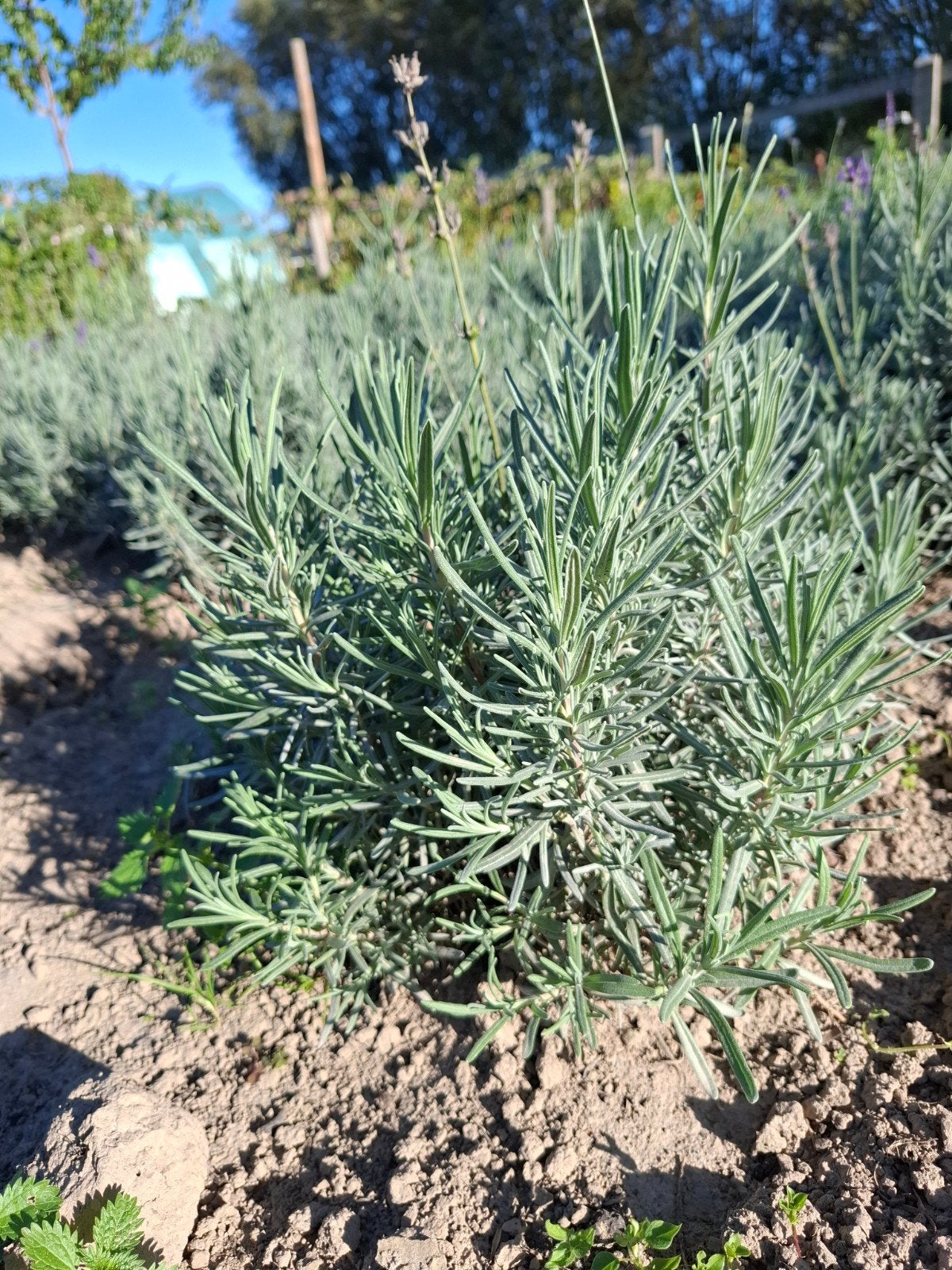 lavendel hidcote, Volle zon, Vaste plant, Zomer, Ophalen
