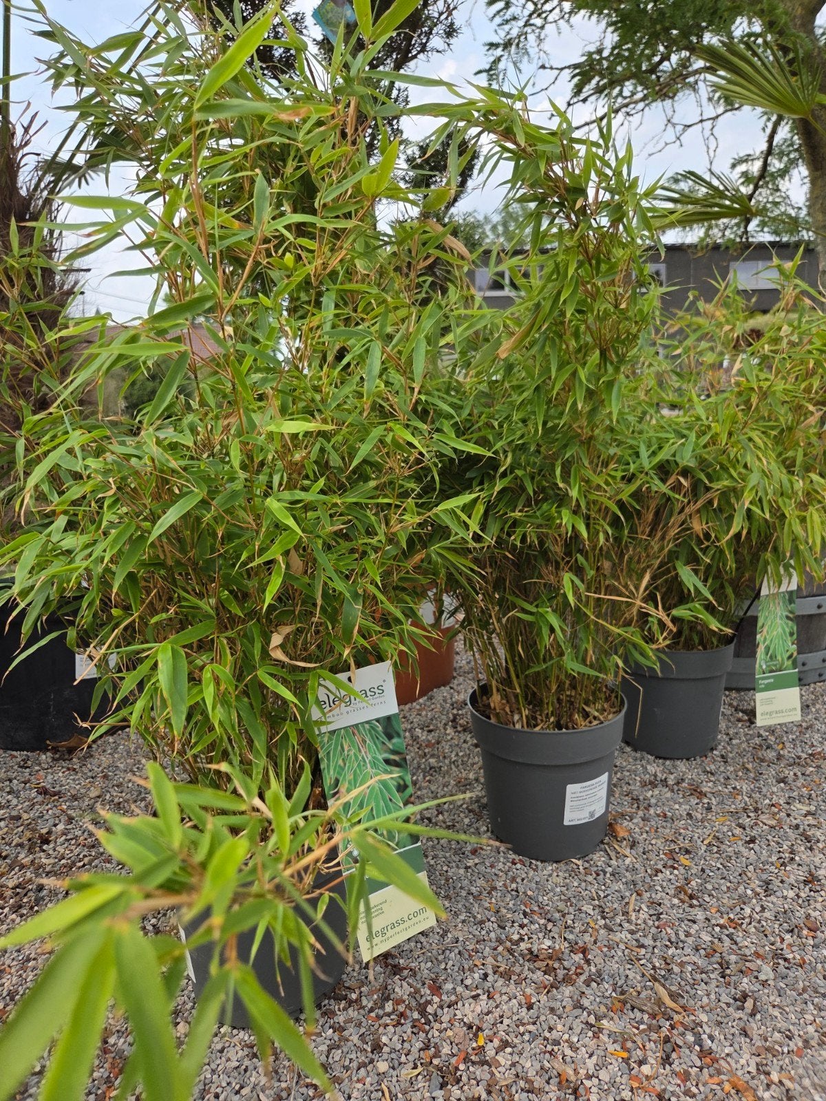 Fargesia Rufa - Niet woekerende bamboe, Tuin en Terras, Planten | Tuinplanten, Ophalen, Halfschaduw