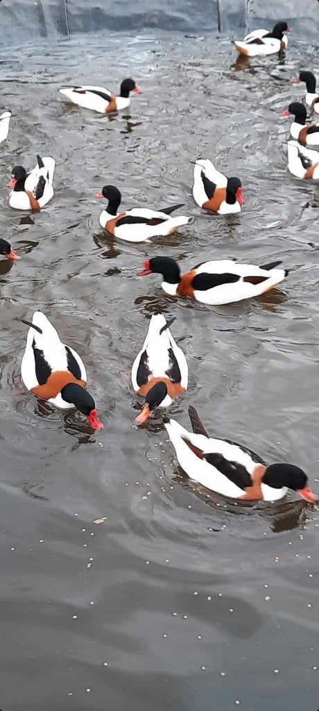 Bergeenden siereenden, Dieren en Toebehoren, Vogels | Overige Vogels, Tam
