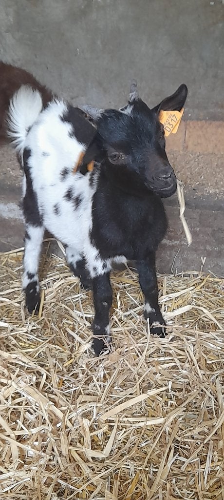 Super mooie dwerggeitjes., Chèvre, 0 à 2 ans