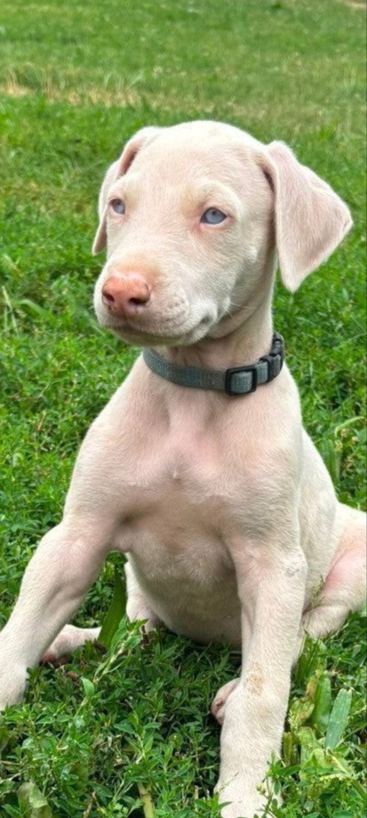 Chiot Doberman, Animaux & Accessoires, Maladie de Carré (chiens), Chien (mâle), Autres races, Belgique