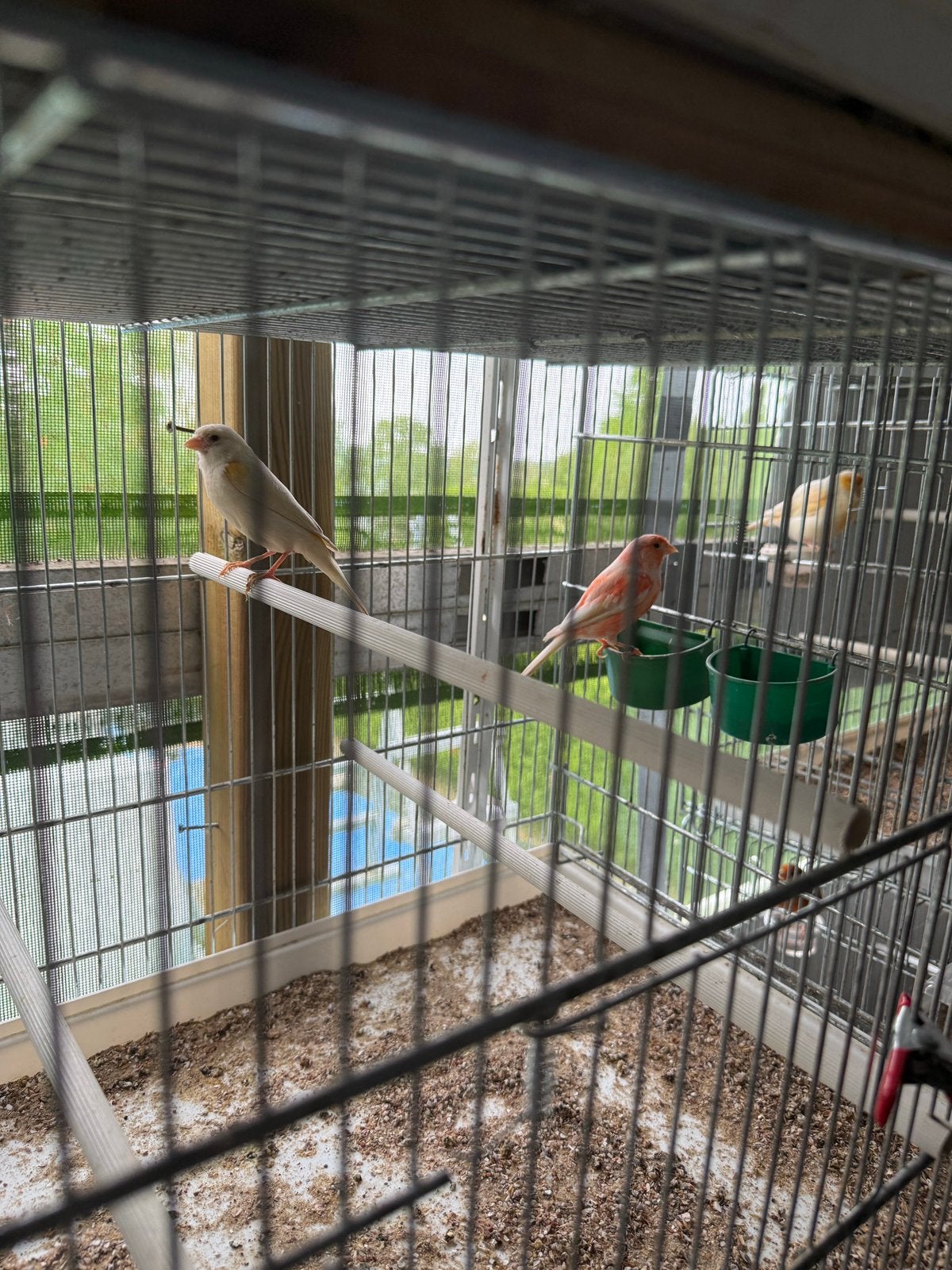 Canaris, Vrouwelijk, Kleurkanarie