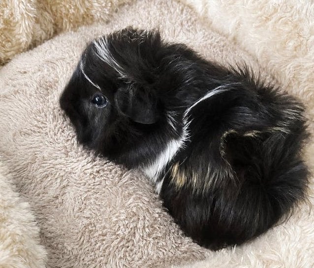 Peruvian cavia beertje, mooie kleur. 6 weken oud, Cavia, Mannelijk, Juli, Tam