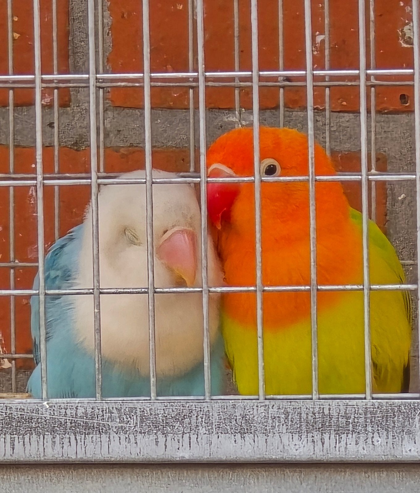 Fischerikoppeltje 2026, Animaux & Accessoires, Oiseaux | Perruches & Perroquets, Plusieurs animaux, Perroquet nain ou Inséparable