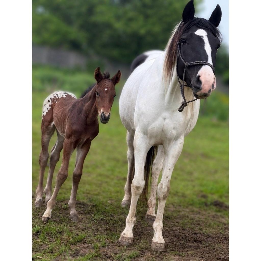 Bwp blanket appaloosa hengst vader is Jnius vvz, Dieren en Toebehoren, Hengst, Z