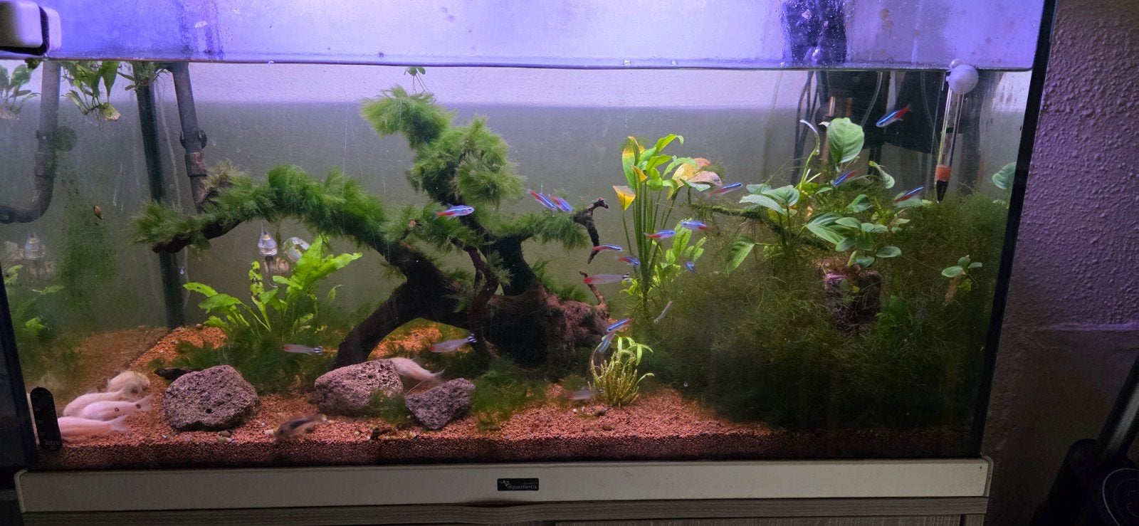 Aquarium atlantics, Enlèvement, Utilisé
