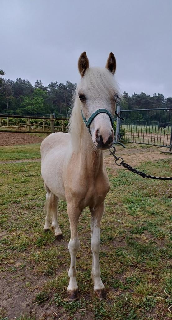 Palomino Welsh jaarling, Dieren en Toebehoren, Minder dan 160 cm, 0 tot 2 jaar, Hengst, Gechipt