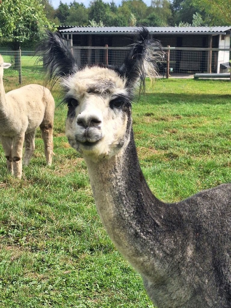 Jument alpaga, Animaux & Accessoires, Animaux Autre, Juin, Femelle