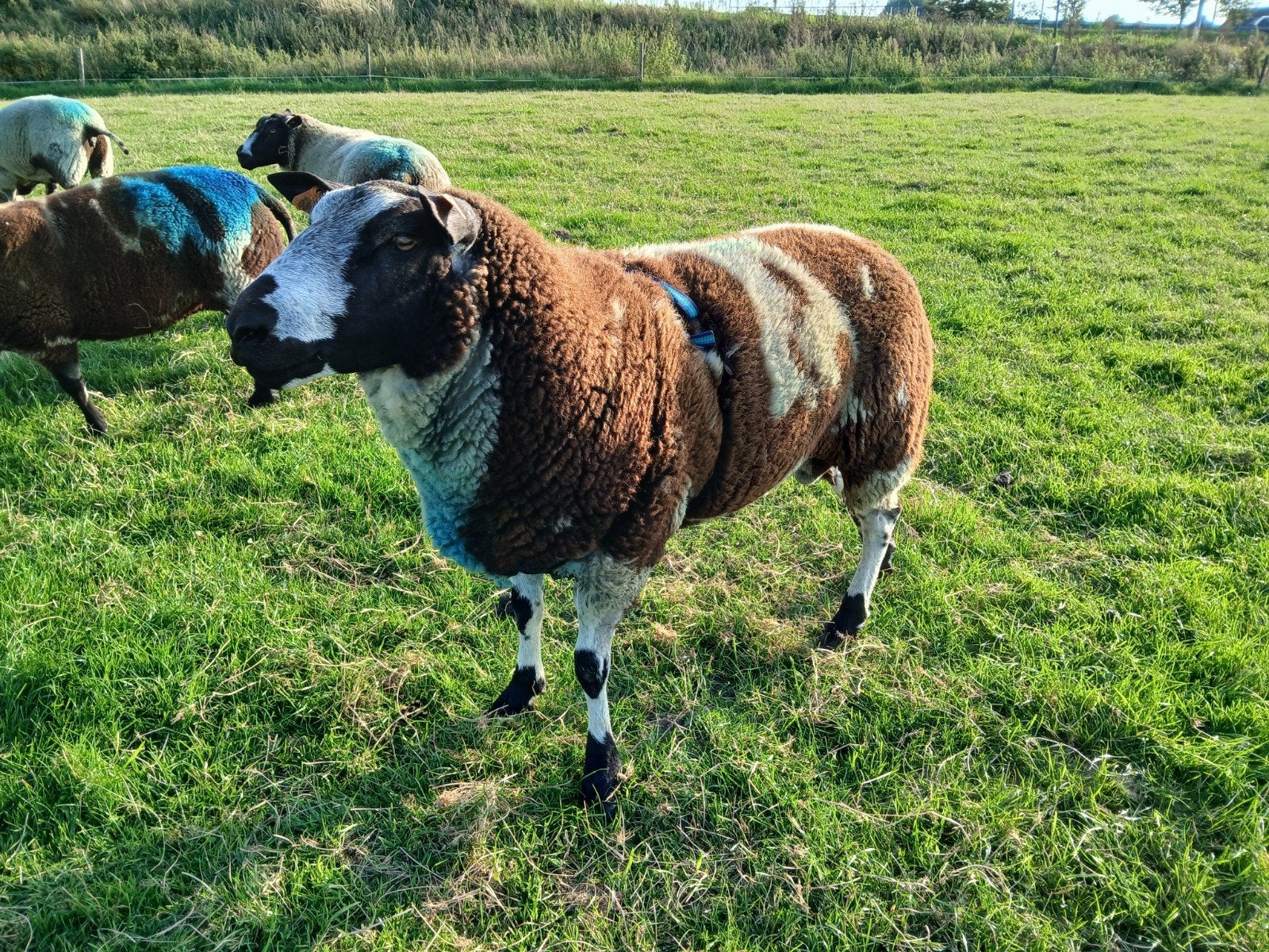 ram / dekram / baggerbonte / schaap, Dieren en Toebehoren, Mannelijk, Schaap, 0 tot 2 jaar