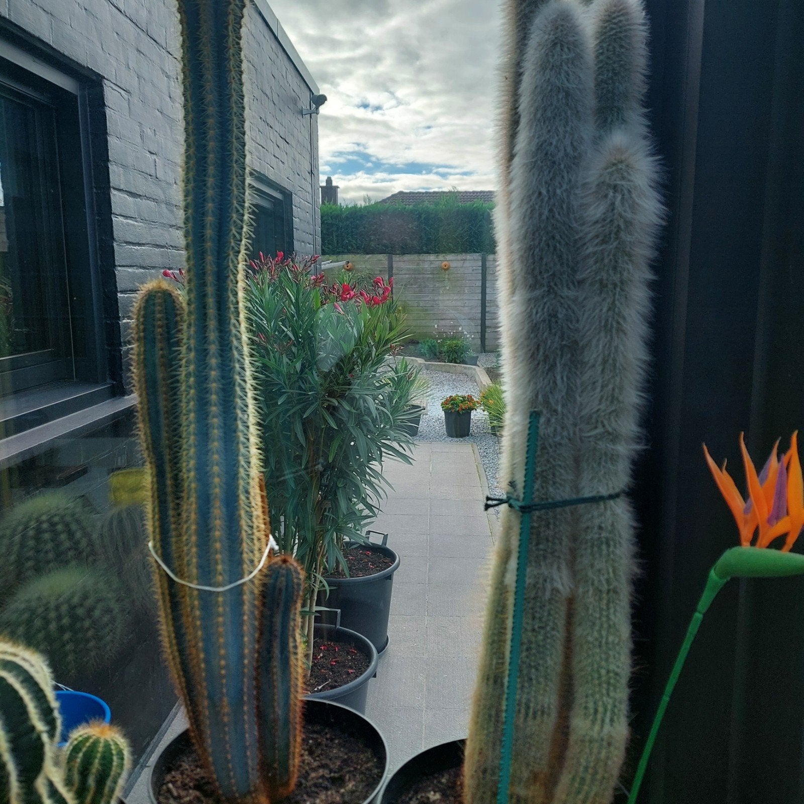 cactussen diverse, Ophalen, Minder dan 100 cm, Bloeiende kamerplant, Volle zon