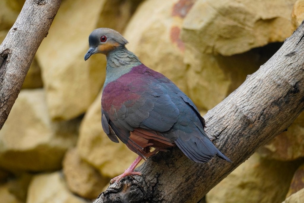 Jamaica Grondduif + blauwe grondduif + tamboerijnduif, Plusieurs animaux, Oiseau tropical