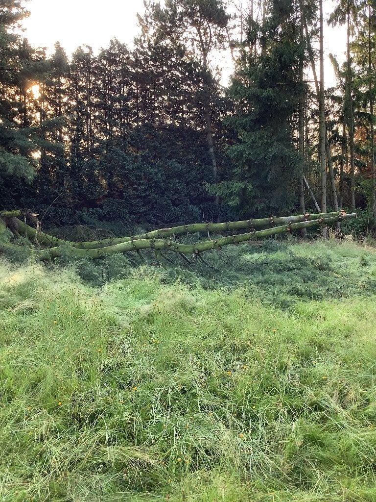 GRATIS   BRANDHOUT, Enlèvement, Neuf