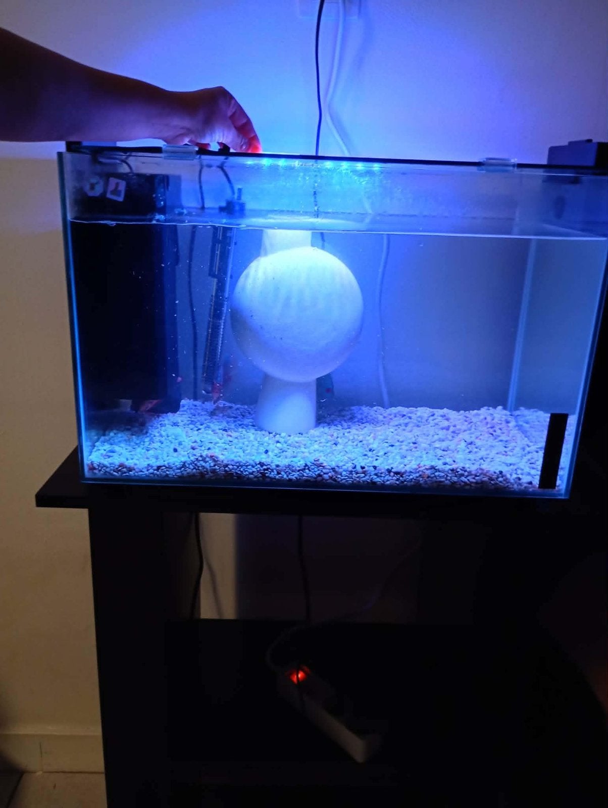 aquarium locatie Beringen, Dieren en Toebehoren, Vis