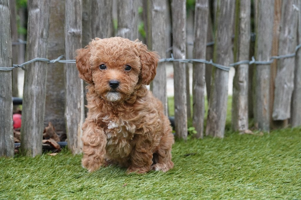 Magnifiques chiots Mini Labradoodle abricot/rouge (30–35 cm), Petit, Maladie de Carré (chiens), Plusieurs, Belgique