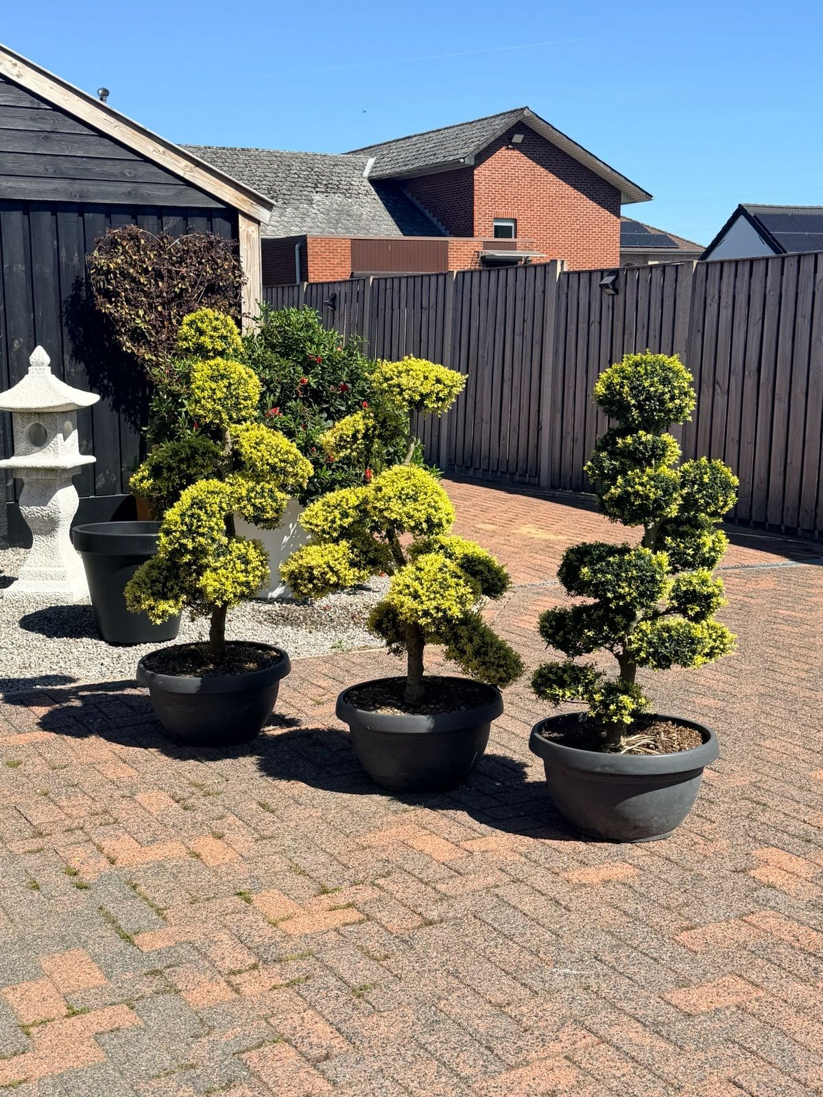 Bonsai ilex crenata kinme 140/150 cm  japanse tuin, Ophalen