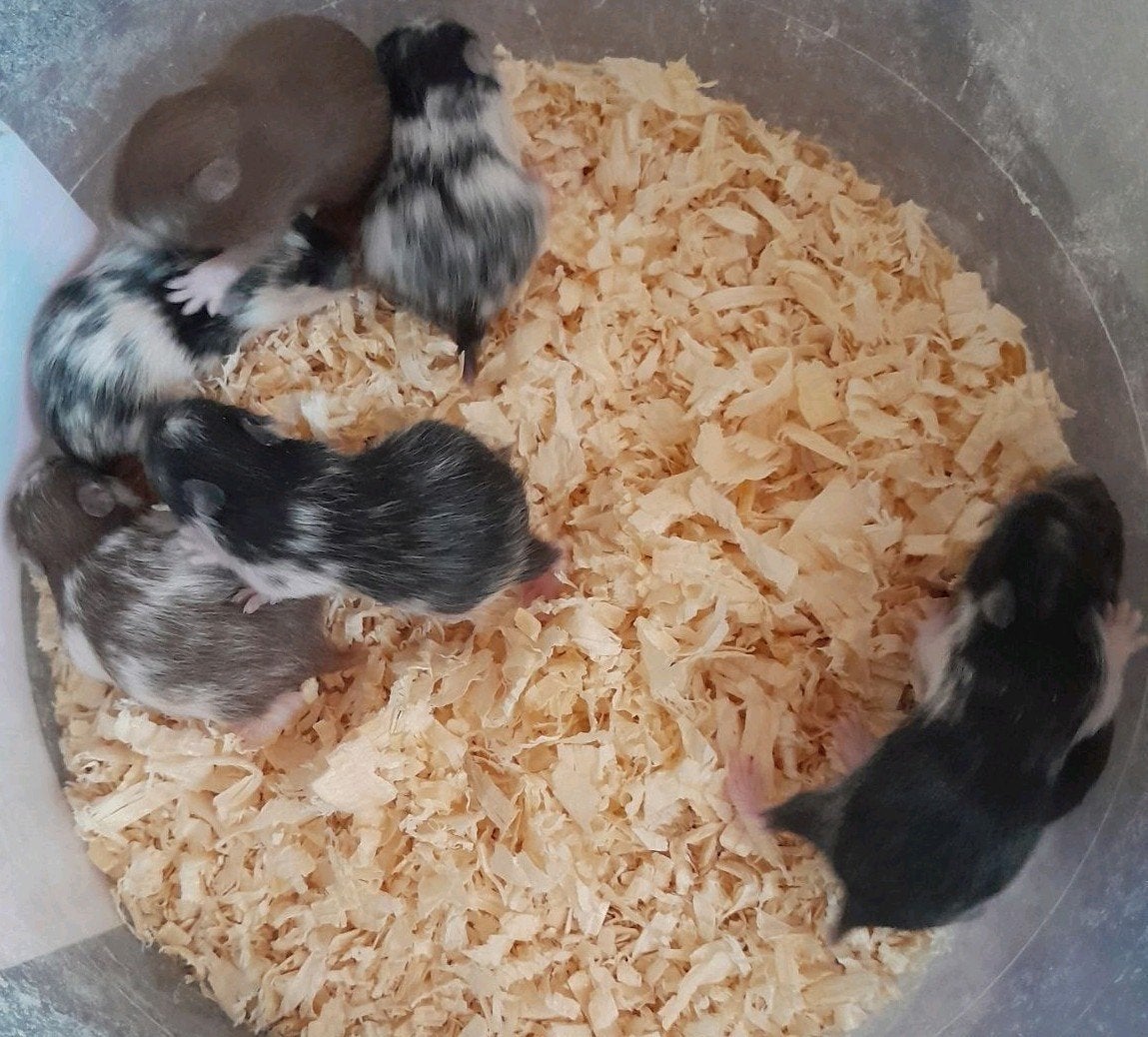 Syrische hamsters te koop (Goudhamsters), Hamster, Domestique, Septembre, Femelle