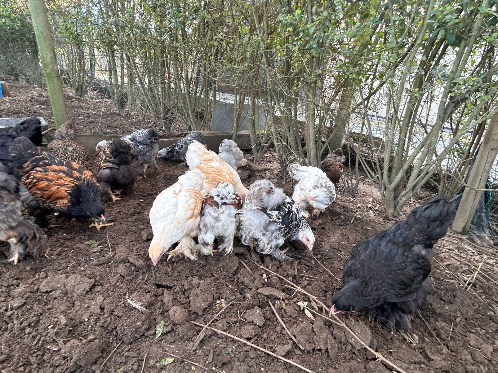 Brahma hennen en haantjes, Meerdere dieren, Kip