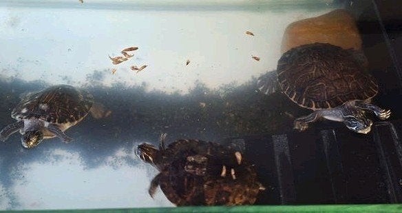 3 grote waterschildpadden, Dieren en Toebehoren, Schildpad