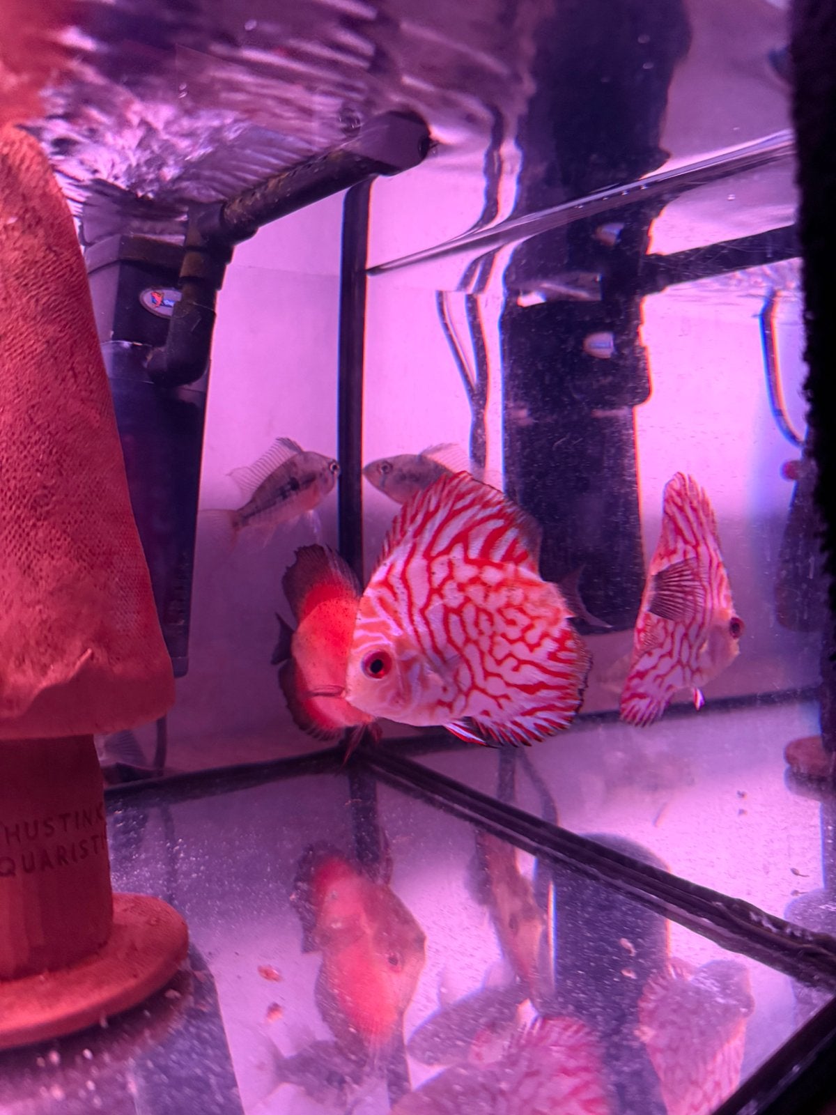 2x Discus, Vis, Zoetwatervis, Schoolvis